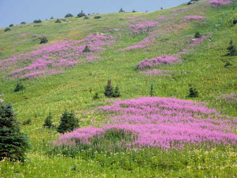 Patches of fireweed
